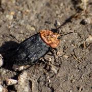 Oiceoptoma thoracicum (Linnaeus, 1758) - Silphe à corselet rouge