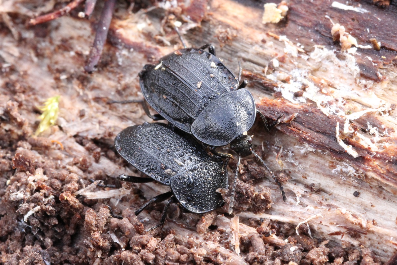 Phosphuga atrata (Linnaeus, 1758) - Petit Silphe noir