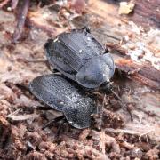 Phosphuga atrata (Linnaeus, 1758) - Petit Silphe noir