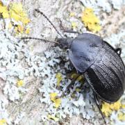 Phosphuga atrata (Linnaeus, 1758) - Petit Silphe noir