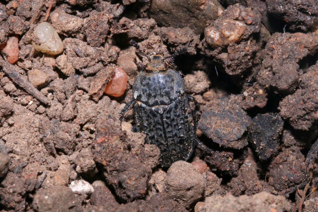 Thanatophilus rugosus (Linnaeus, 1758) - Bouclier noir chiffonné à corselet raboteux