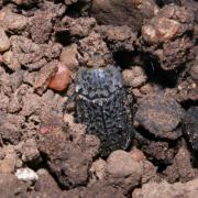 Thanatophilus rugosus (Linnaeus, 1758) - Bouclier noir chiffonné à corselet raboteux