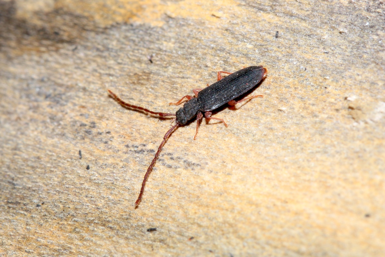 Uleiota planatus (Linnaeus, 1760) - Uléiote plat, Petite pelle-à-tarte