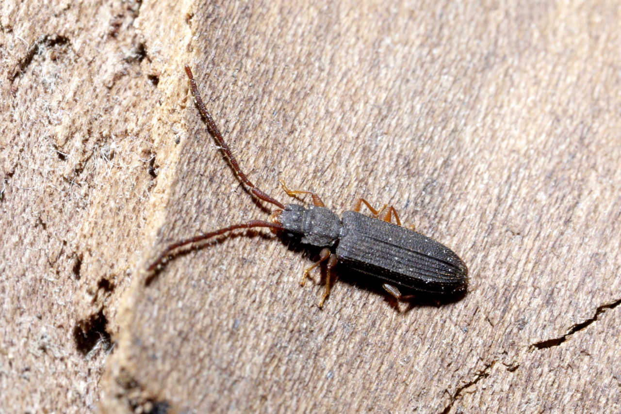 Uleiota planatus (Linnaeus, 1760) - Uléiote plat, Petite pelle-à-tarte