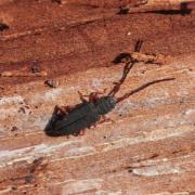 Uleiota planatus (Linnaeus, 1760) - Uléiote plat, Petite pelle-à-tarte