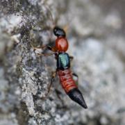 Paederus littoralis Gravenhorst, 1802 - Staphylin des rivages