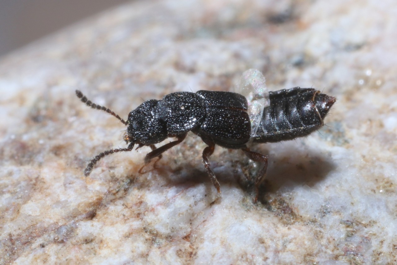 Anotylus rugosus (Fabricius, 1775) - Staphylin noir à corselet sillonné et bordé