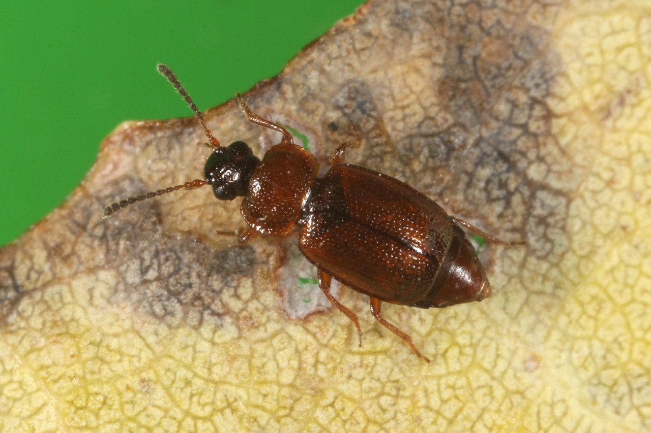 Anthobium atrocephalum (Gyllenhal, 1827) 