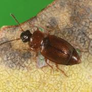 Anthobium atrocephalum (Gyllenhal, 1827) 