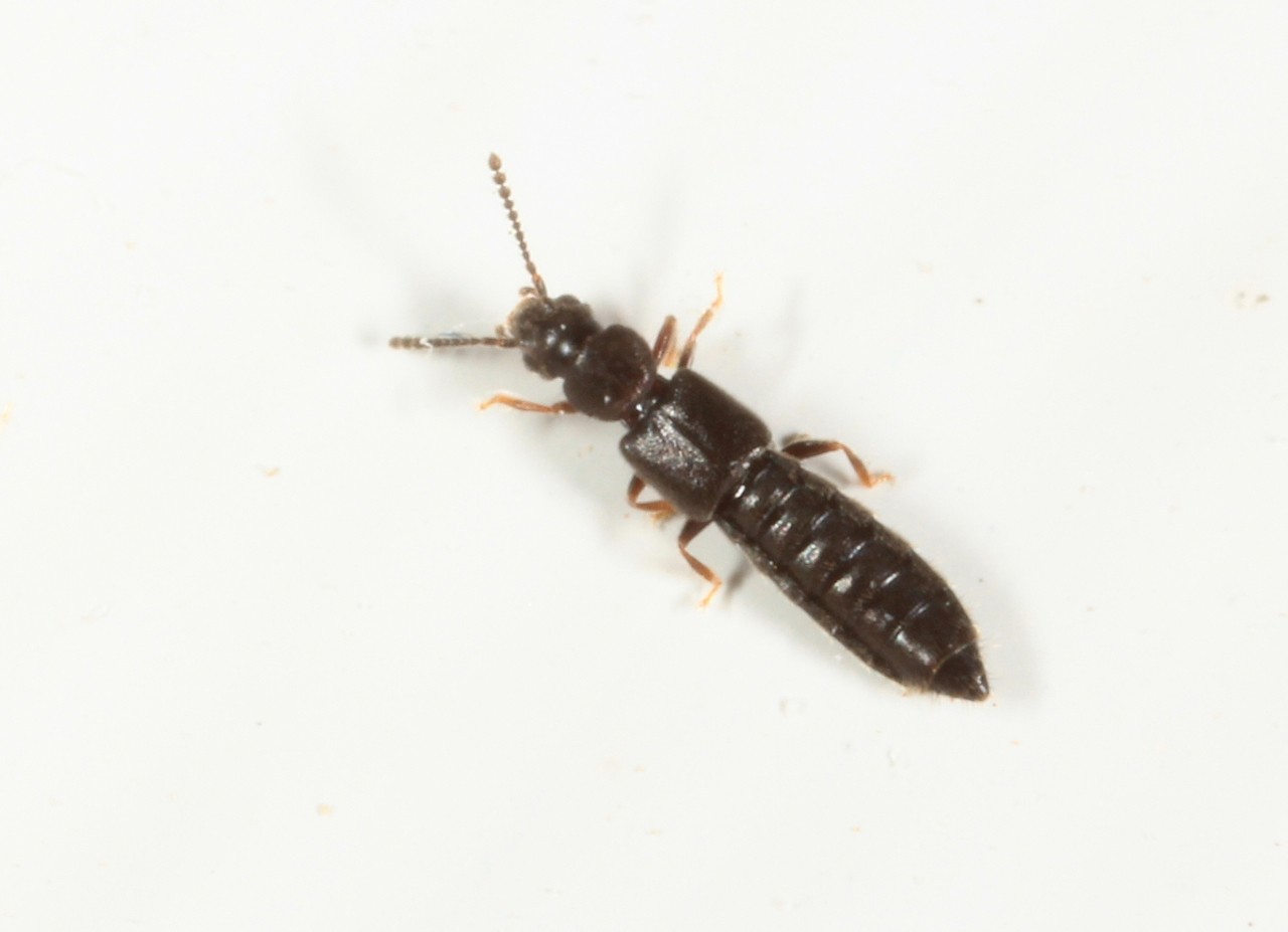 Carpelimus sp 