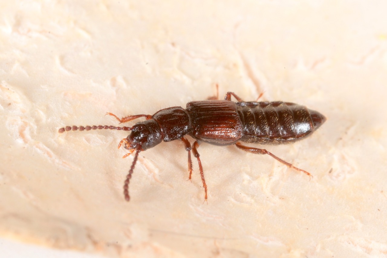 Coprophilus striatulus (Fabricius, 1792)