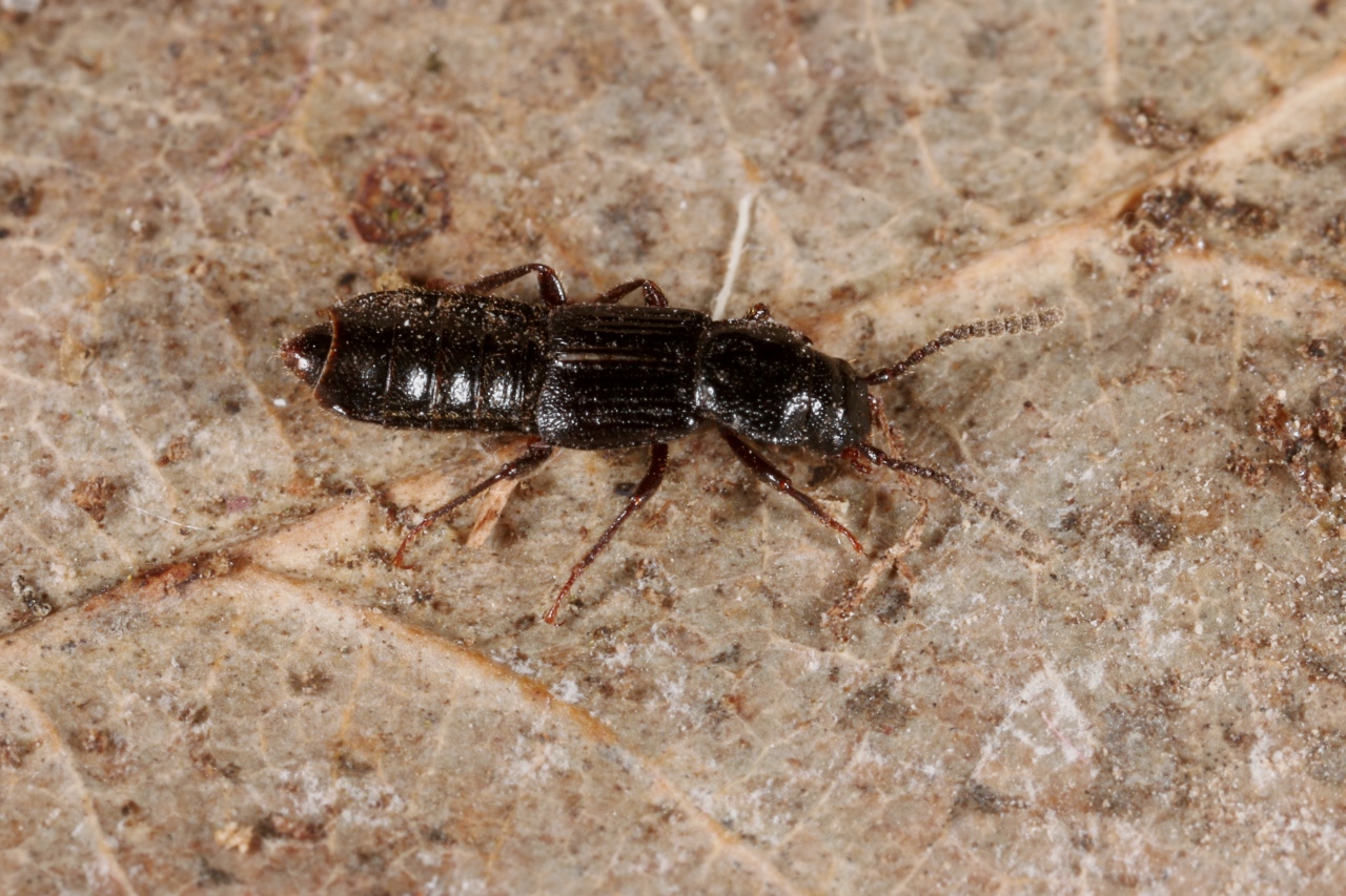 Coprophilus striatulus (Fabricius, 1792)