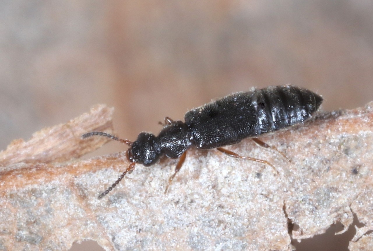 Coryphium angusticolle Stephens, 1834