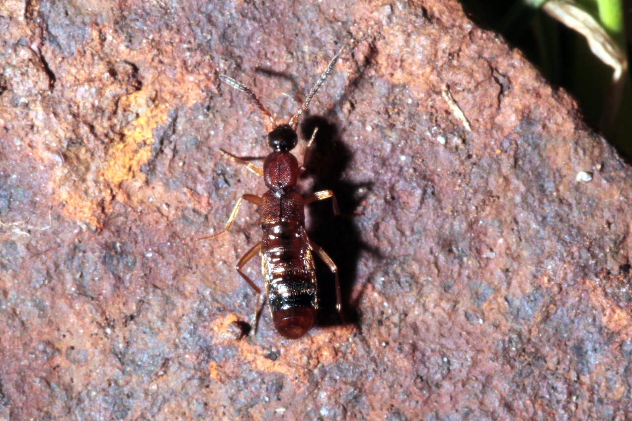 Drusilla canaliculata (Fabricius, 1787)