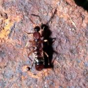 Drusilla canaliculata (Fabricius, 1787)