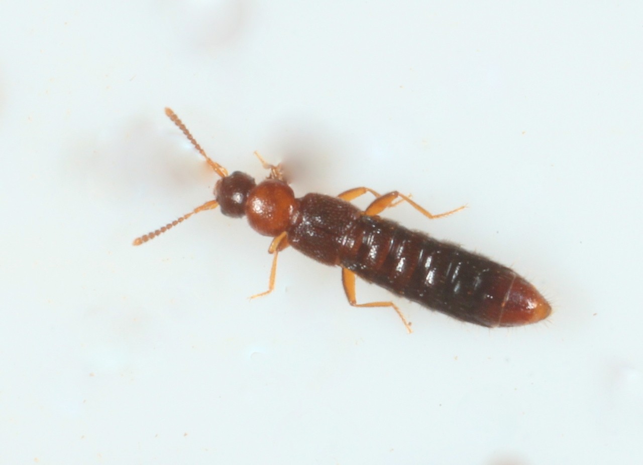 Leptusa ruficollis (Erichson, 1839)