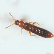 Leptusa ruficollis (Erichson, 1839)