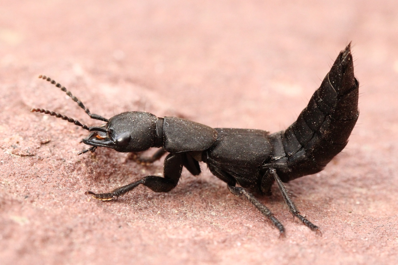 Ocypus olens  (O.F. Müller, 1764) - Staphylin odorant