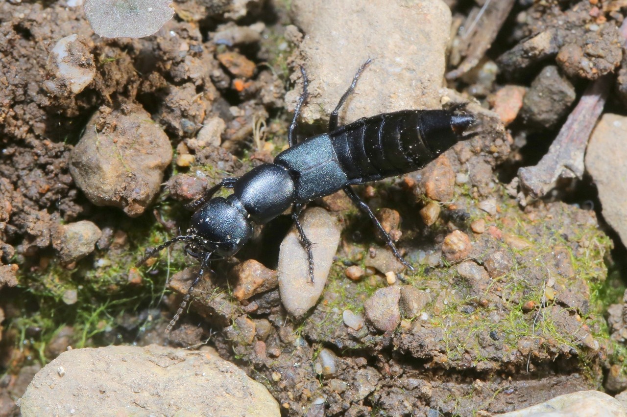 Ocypus ophthalmicus (Scopoli, 1763) - Staphylin bleu