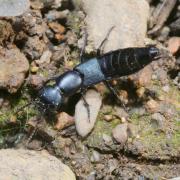 Ocypus ophthalmicus (Scopoli, 1763) - Staphylin bleu