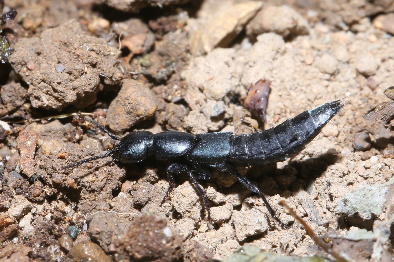 Ocypus ophthalmicus (Scopoli, 1763) - Staphylin bleu