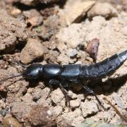 Ocypus ophthalmicus (Scopoli, 1763) - Staphylin bleu