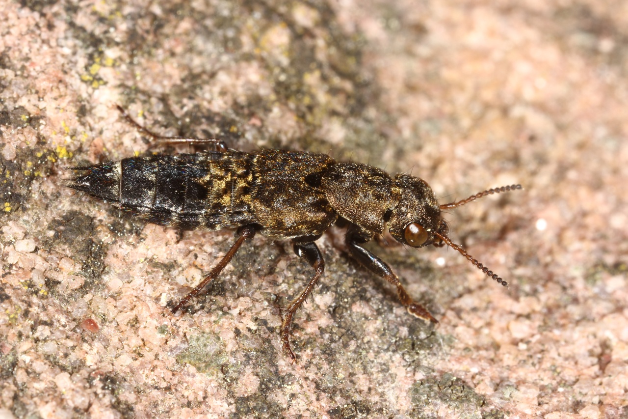 Ontholestes haroldi (Eppelsheim, 1884) 