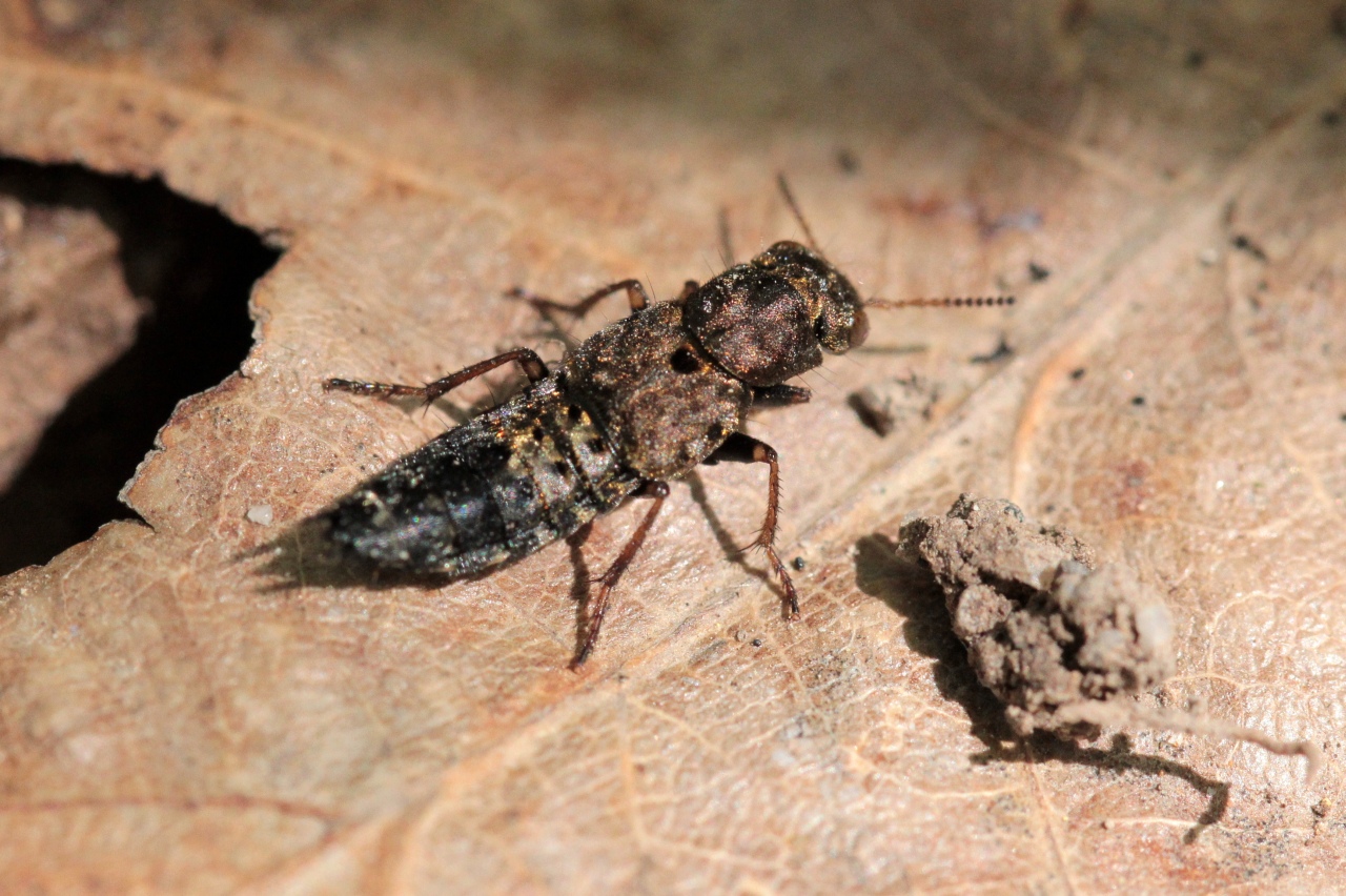 Ontholestes haroldi (Eppelsheim, 1884)