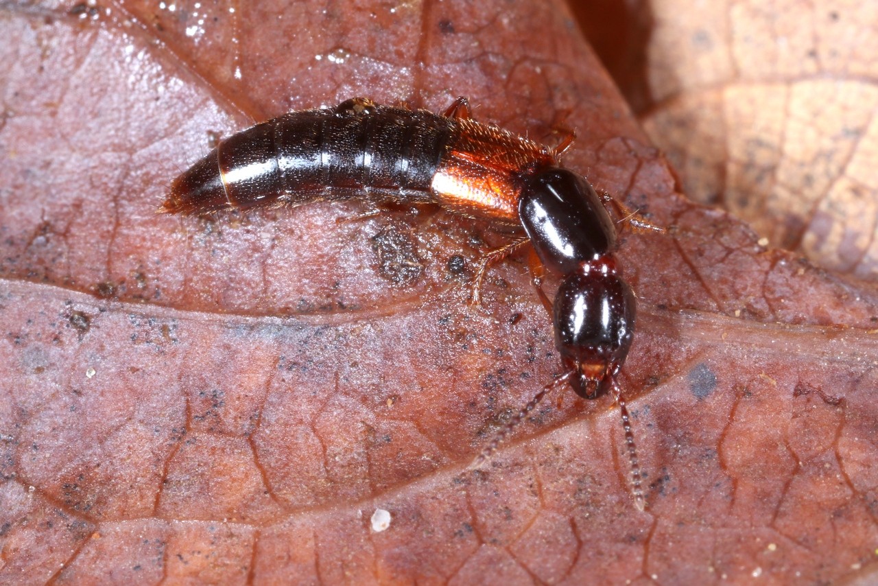 Othius punctulatus (Goeze, 1777) - Staphylin à étuis marrons pointillés