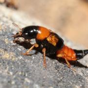 Oxyporus rufus (Linnaeus, 1758) - Oxypore roux