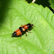 Oxyporus rufus (Linnaeus, 1758) - Oxypore roux