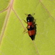 Oxyporus rufus (Linnaeus, 1758) - Oxypore roux