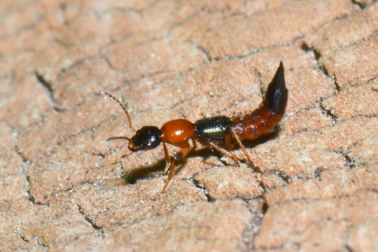 Paederus littoralis Gravenhorst, 1802 - Staphylin des rivages