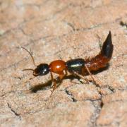 Paederus littoralis Gravenhorst, 1802 - Staphylin des rivages