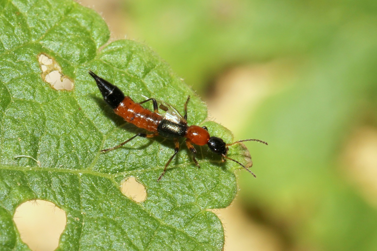 Paederus littoralis Gravenhorst, 1802 - Staphylin des rivages