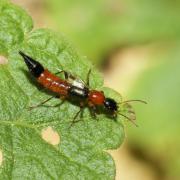 Paederus littoralis Gravenhorst, 1802 - Staphylin des rivages