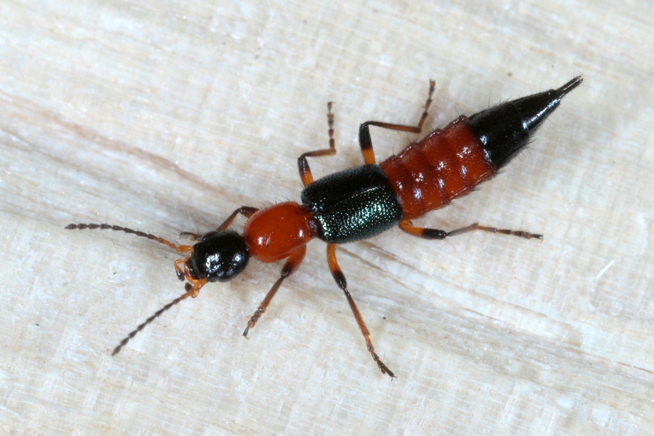 Paederus riparius (Linnaeus, 1758) - Staphylin rouge à tête noire & étuis bleus