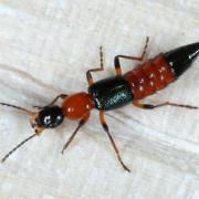 Paederus riparius (Linnaeus, 1758) - Staphylin rouge à tête noire & étuis bleus