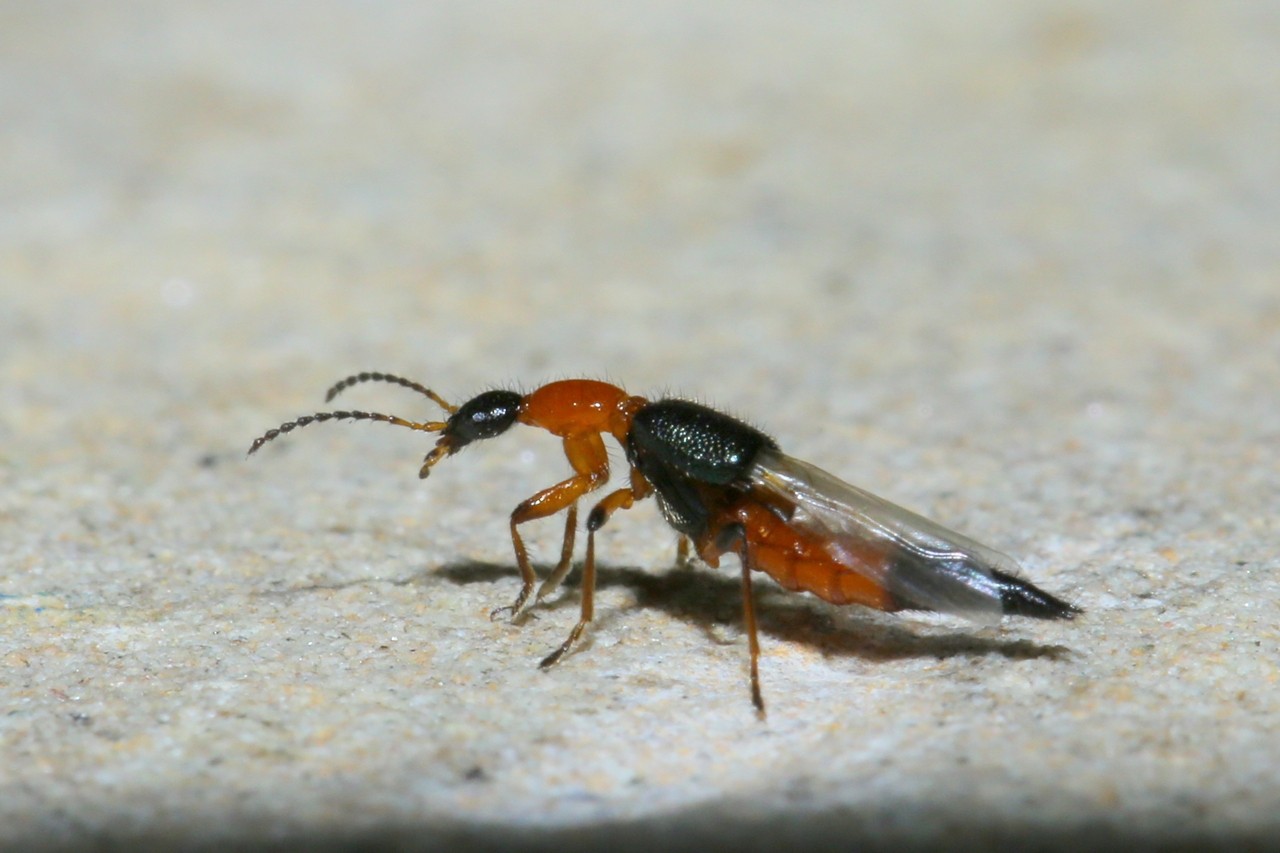 Paederus riparius (Linnaeus, 1758) - Staphylin rouge à tête noire et étuis bleus