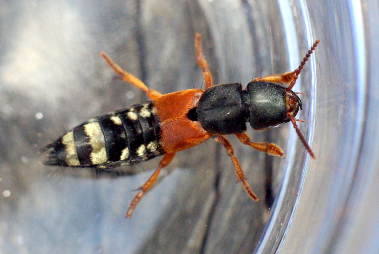 Platydracus stercorarius (Olivier, 1795) - Staphylin stercoraire