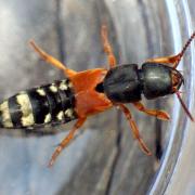 Platydracus stercorarius (Olivier, 1795) - Staphylin stercoraire