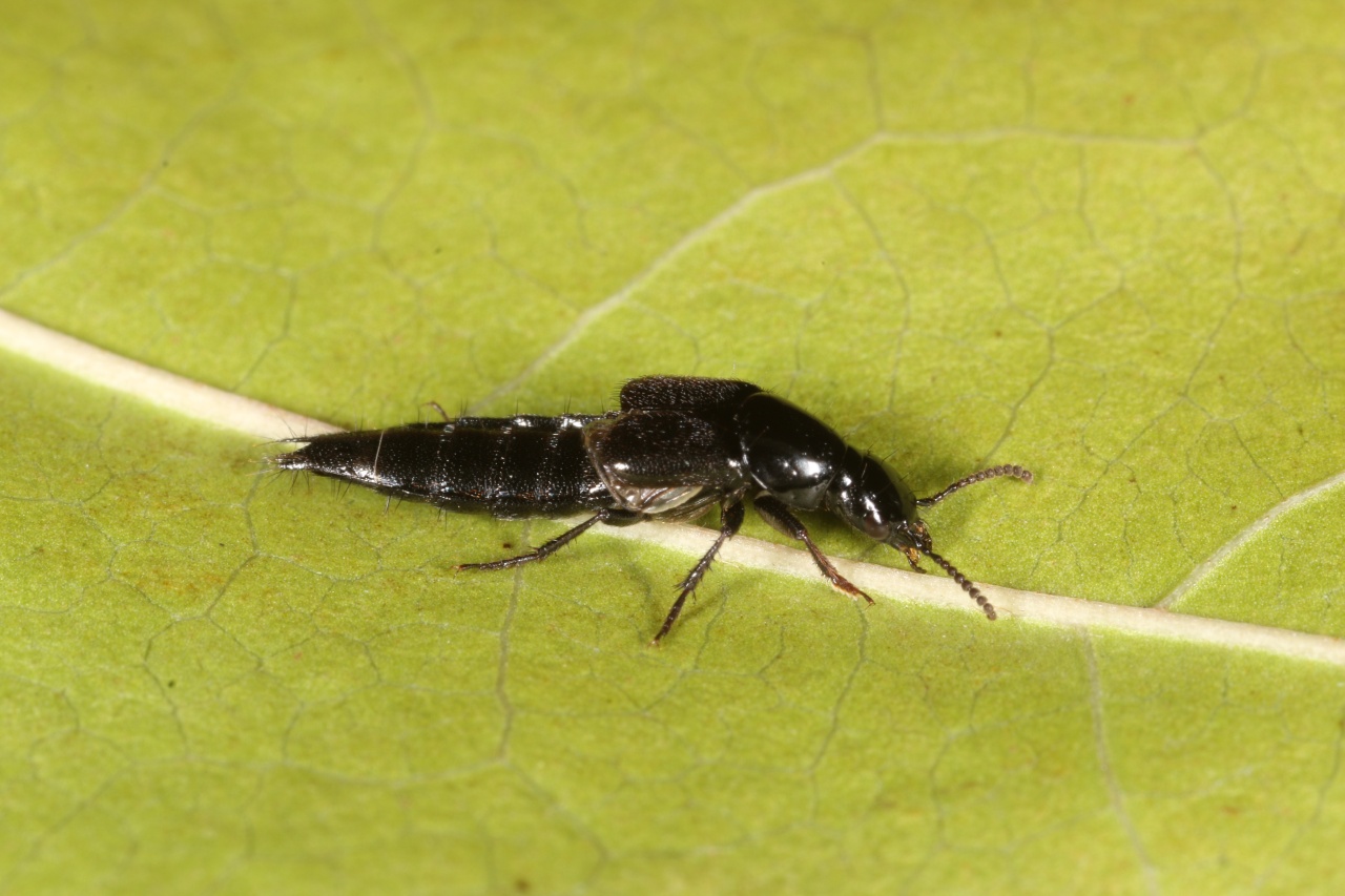 Quedius sp 