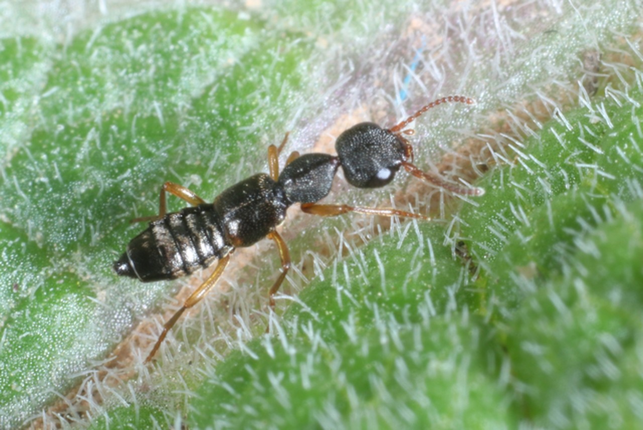 Rugilus erichsonii (Fauvel, 1867)