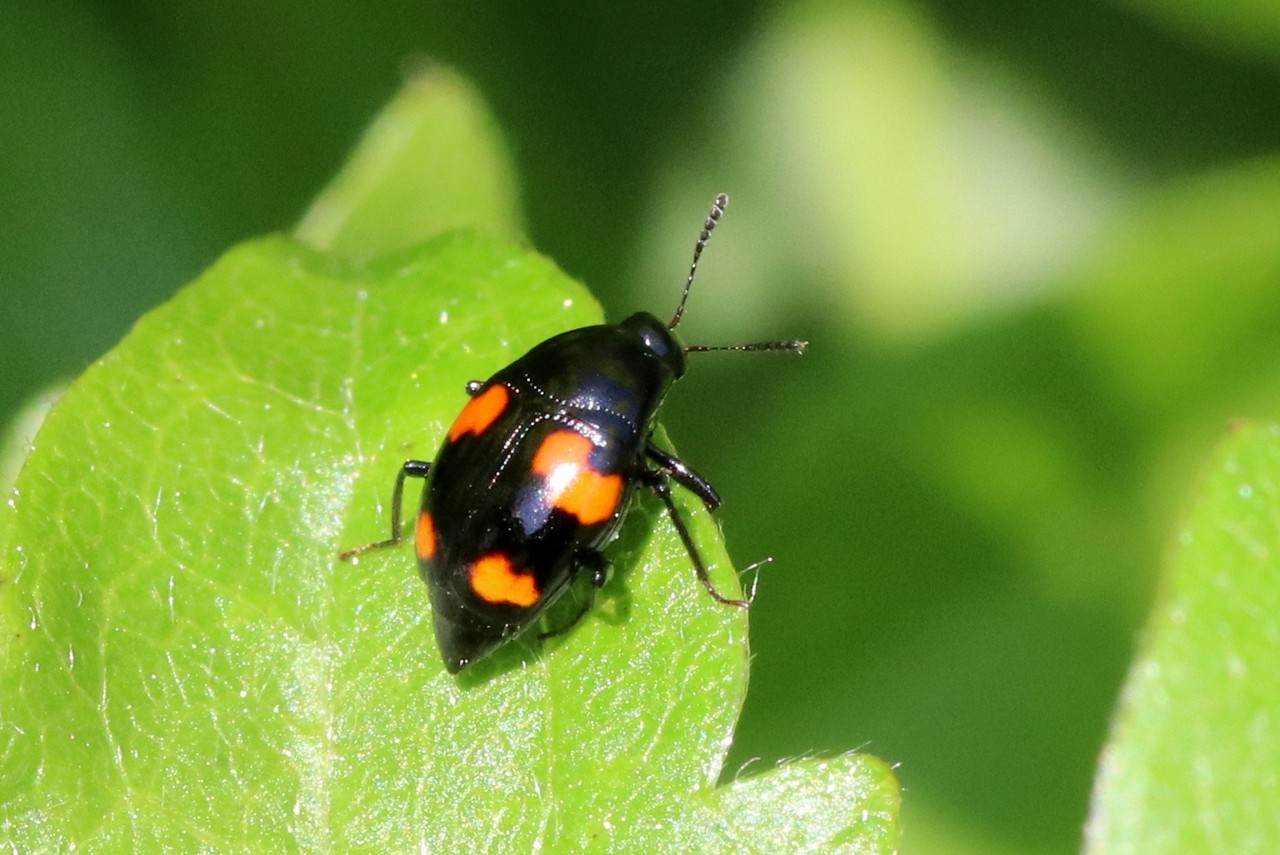 Scaphidium quadrimaculatum Olivier, 1790 - Scaphidie à points rouges