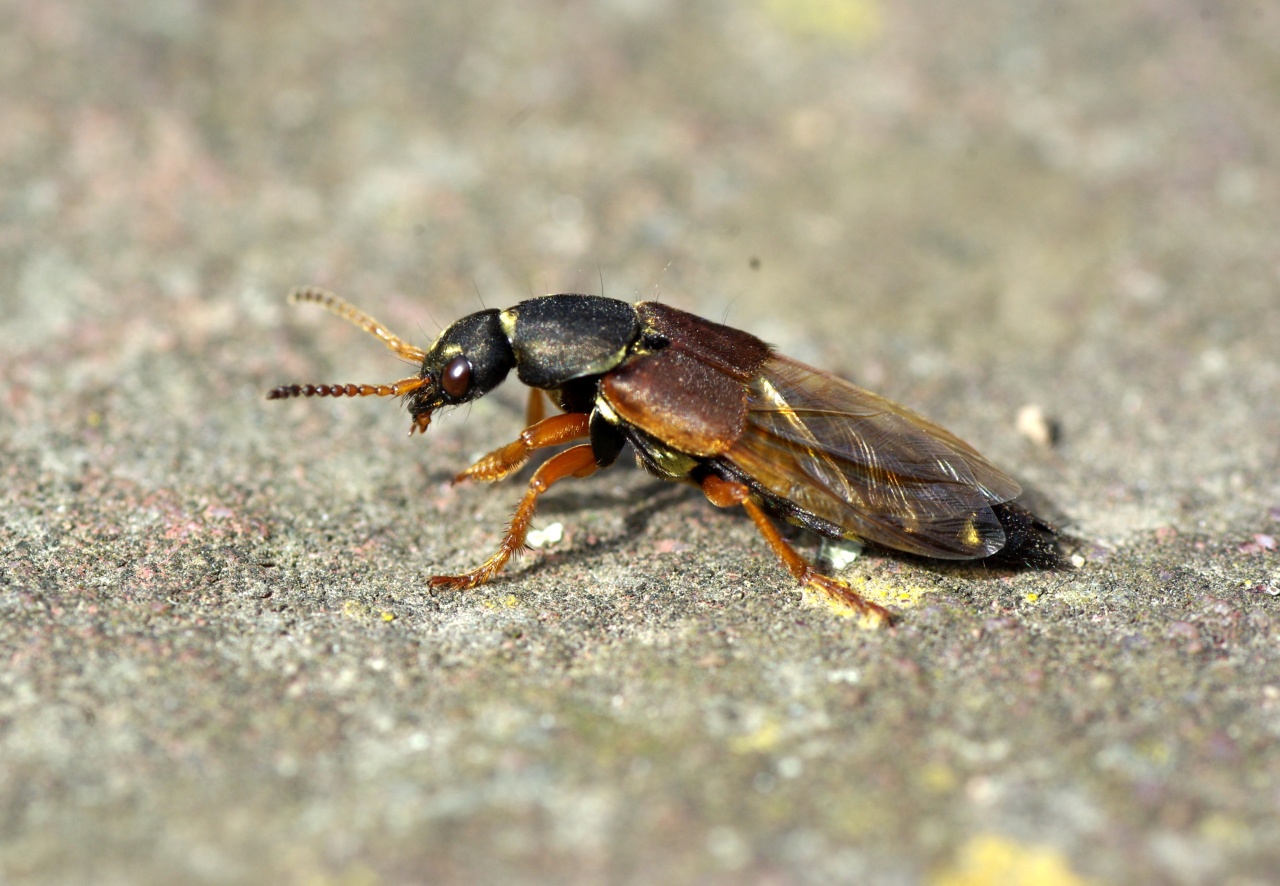 Staphylinus dimidiaticornis Gemminger, 1851