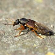 Staphylinus dimidiaticornis Gemminger, 1851