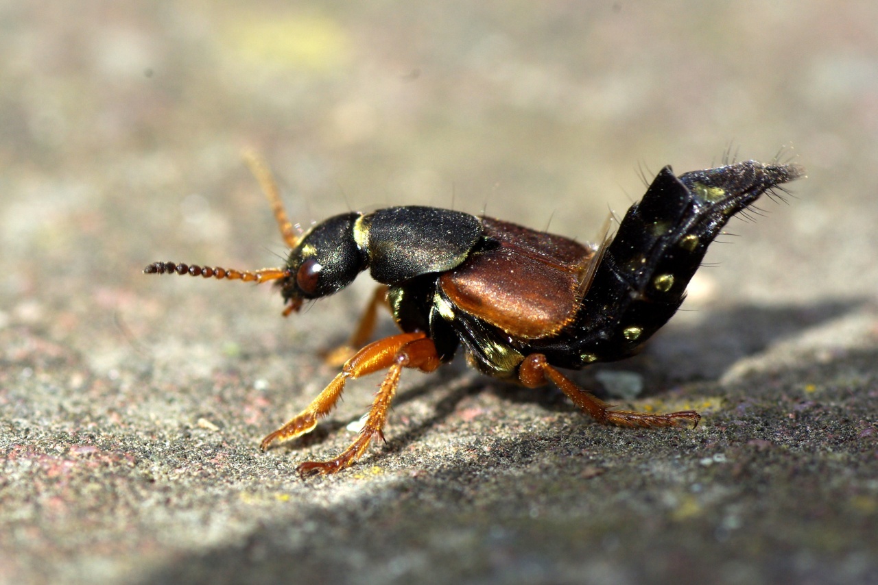 Staphylinus dimidiaticornis Gemminger, 1851