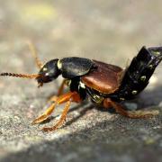 Staphylinus dimidiaticornis Gemminger, 1851