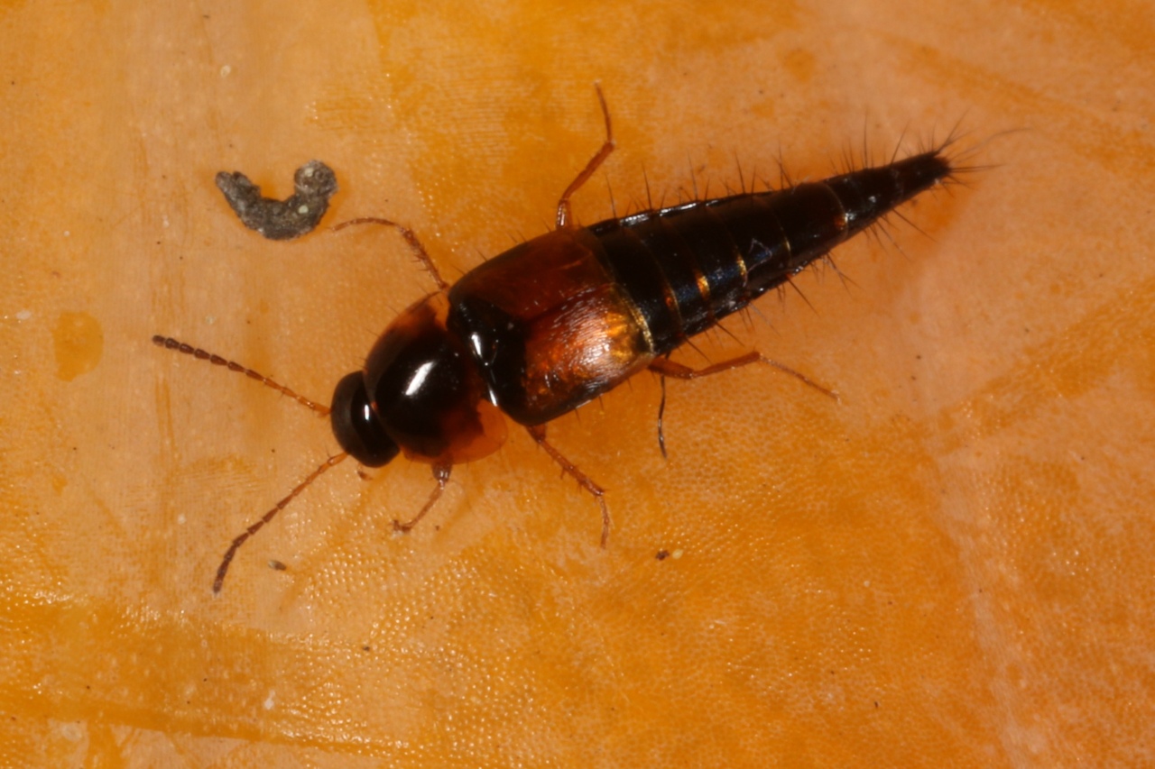 Tachyporus hypnorum (Fabricius, 1775)