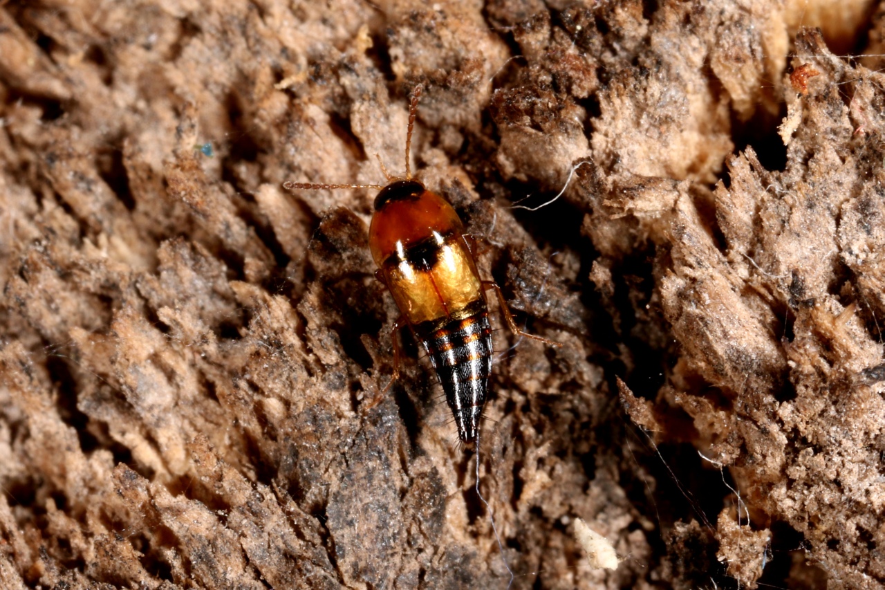 Tachyporus solutus Erichson, 1839